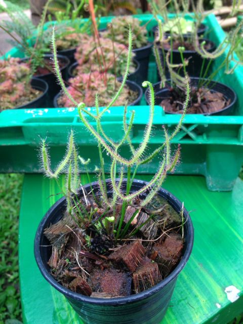 ต้นหยาดน้ำค้าง-drosera-binata-พืชกินแมลง-ไม้หายาก