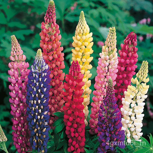 ผู้ค้าส่งเมล็ดพันธุ์-ดอกลูปิน-คละสี-จากนิวซีแลนด์ถูกที่สุด-9-บ-เมล็ดดอกลูปิน-คละสีงอกง่ายโตไว-พุ่มใหญ่เมล็ดพันธุ์แรดิ