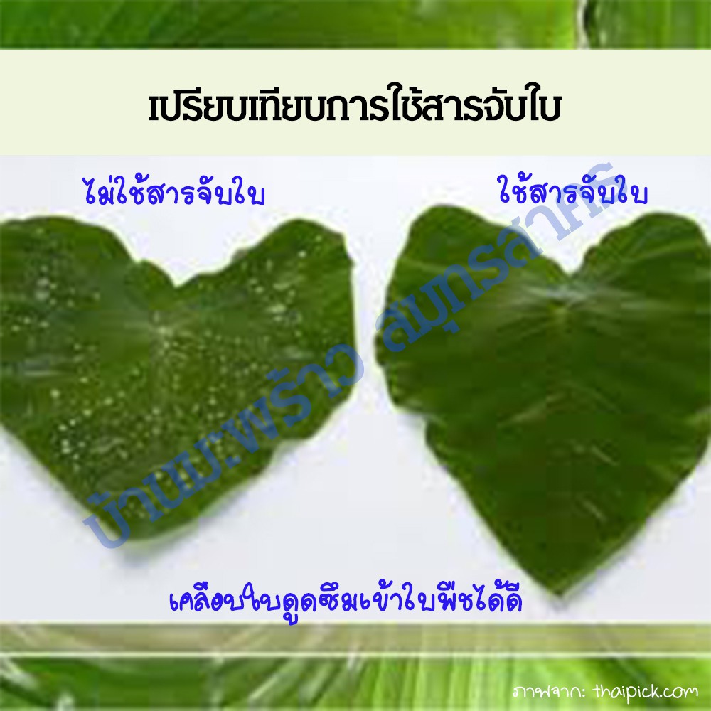 สารจับใบ-ยาจับใบ-1l-ปลอดภัยสูงคุณภาพดี-สารเพิ่มประสิทธิภาพเคมีเกษตร-ปุ๋ยน้ำ-ยากำจัดเชื้อรา-ยาฆ่าหญ้า-ยากำจัดแมลง-ฮอร์โมน