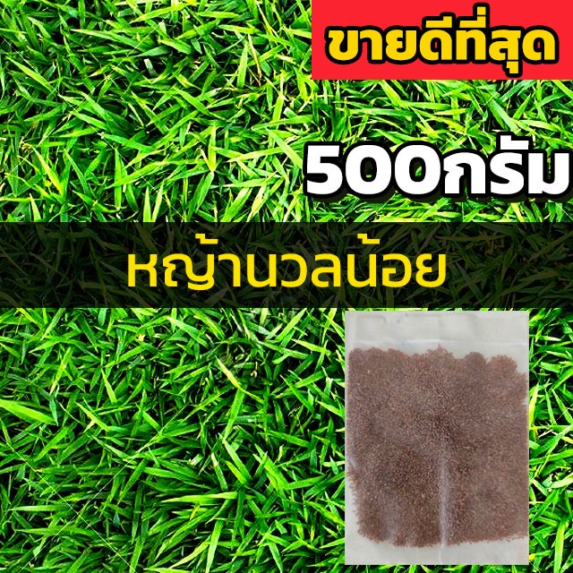 500กรัม-เมล็ดหญ้านวลน้อย-เมล็ดสนามหญ้า-เมล็ดพันธุ์หญ้า-เมล็ดหญ้า-หญ้านวลน้อย-manila-grass-seed-หญ้าปูสนาม