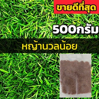 [500กรัม] เมล็ดหญ้านวลน้อย เมล็ดสนามหญ้า เมล็ดพันธุ์หญ้า เมล็ดหญ้า หญ้านวลน้อย Manila Grass Seed หญ้าปูสนาม