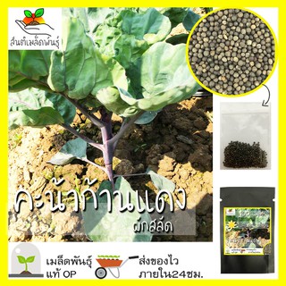 สินค้า เมล็ดพันธุ์ คะน้าก้านแดง F1 100 เมล็ด Red Chinese Kale F1 seed เมล็ดพันธุ์แท้ นำเข้าจากต่างประเทศ ปลูกผัก สวนครัว