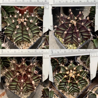 Gymnocalycium ไซด์ใหญ่ 5-6 cm.