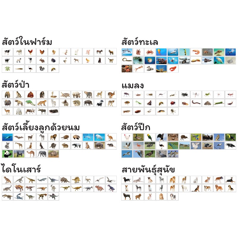 แฟลชการ์ดรวมหมวดสัตว์-ฟรี-ไฟล์เสียง-flashcard-step2-animal-set