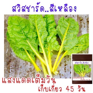 10 เมล็ด สวิสชาร์ดสีเหลือง สีหายาก