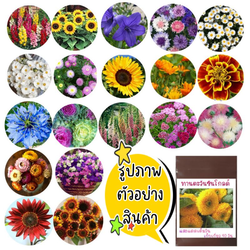 ชุดรวม-เมล็ดพันธุ์ดอกไม้-นานาชนิด-เมล็ดดอกไม้