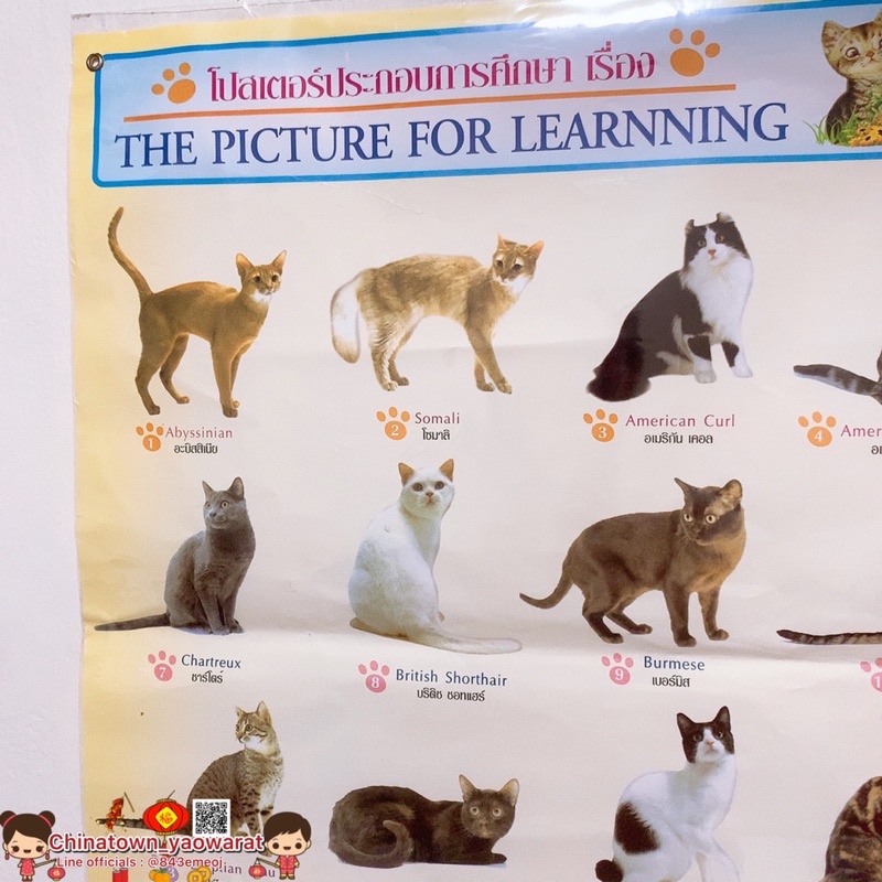 โปสเตอร์-my-cat-แมวพันธุ์ต่างๆ-ทาสแมว-โปสเตอร์สื่อการเรียนรู้-วิเชียรมาศ-ขาวมณี-สีสวาท-ลูกแมว-แมวโลกน่ารู้