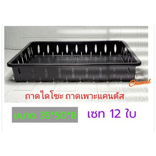 ถาดไดโซะขนาด 35*50*8 CM ถาดเพาะต้นกล้า ถาดแคนตัส เซท 12 ใบ ถาดเพาะต้นไม้ สีดำ