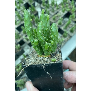 🌵🌵แคคตัส Cactus กระบองเพชร สามร้อยยอด 👍ส่งทั้งกระถาง พร้อมปลูก