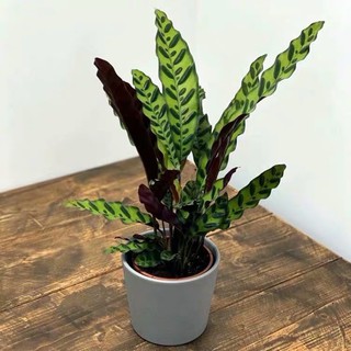 คล้ากาเหว่าลาย Calathea lancifolia ไม้ประดับ ดูดสารพิษ ไ