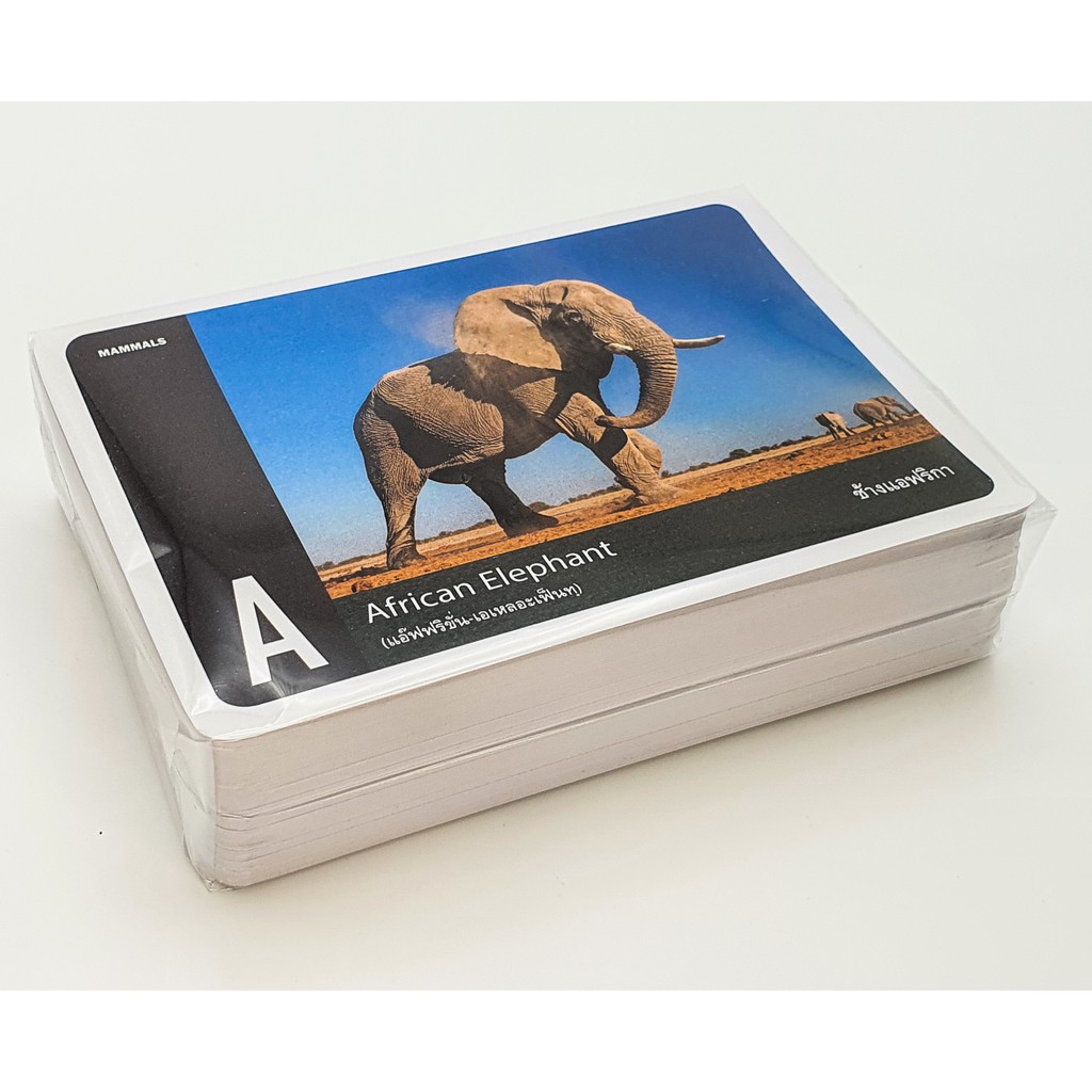แฟลชการ์ด-บัตรคำ-การ์ดคำศัพท์-flash-cards-สัตว์ป่า-wild-animals-จำนวนมากที่สุดถึง-108-ใบ-ของเล่นเสริมพัฒนาการ