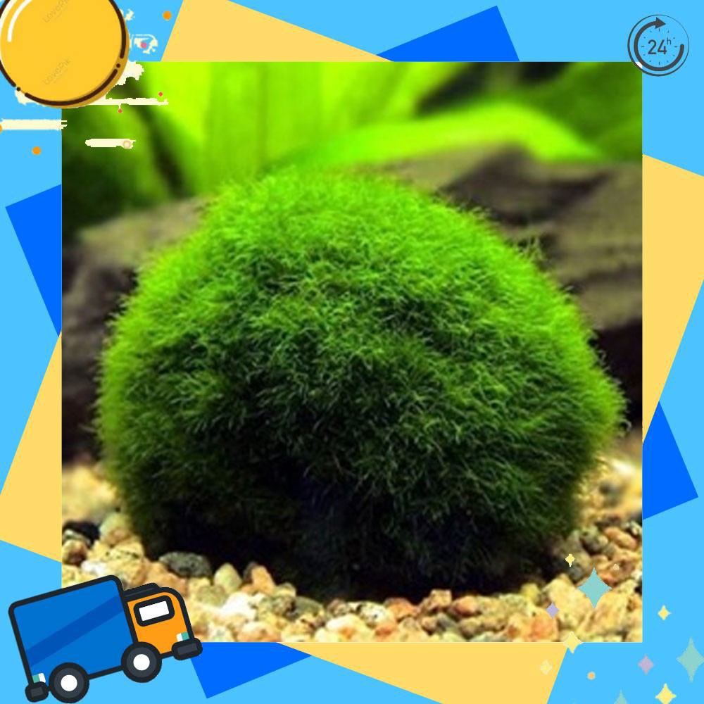 มาริโมะ-3-เซน-marimo-สาหร่ายมาริโมะ-ขนาด-3-cm