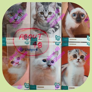 Photoset คอมพ์แมว Cat idol CGM48 บลูซิเฟอร์ ฮีโร่ หอมนวล คานาเมะ คิระคิระ ปรินเซส Cgm แมว Homnuan Kaname เก็บเงินปลายทาง