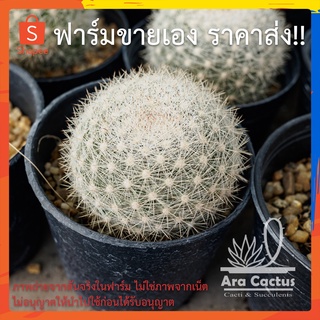 สวนขายเอง! แมมแคนดิด้า Mammillaria candidae ไซส์กระถาง 3 นิ้ว แคคตัส กระบองเพชร ต้นไม้ประดับ อวบน้ำ  แคนตัส  ตะบองเพชร