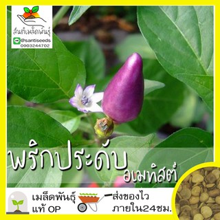 เมล็ดพันธุ์ พริก พริกประดับอเมทิสต์ มล็ด Amethyst Pepper Seed เมล็ดพันธุ์แท้ นำ50 เมล็ด (ไม่ใช่พืชที่มีชีวิต)