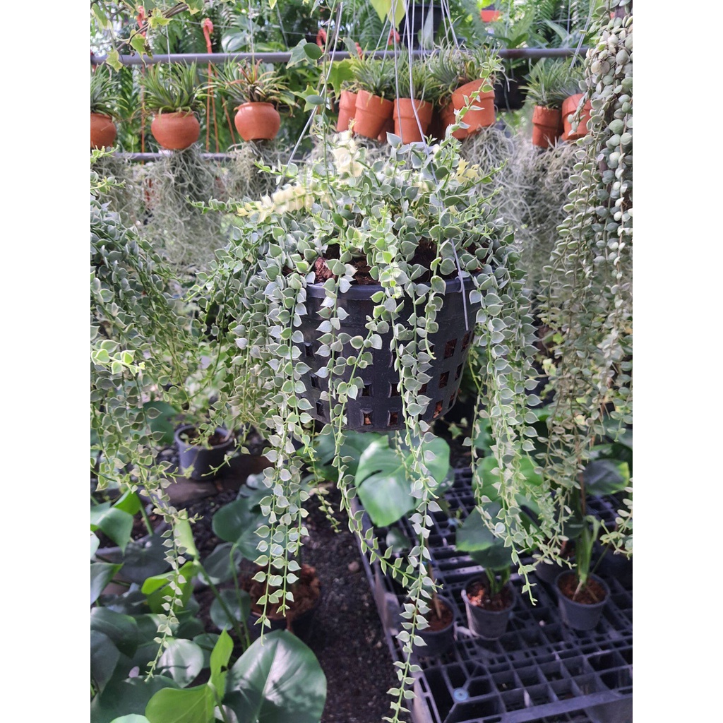 ต้นเดฟ-หัวใจล้านดวง-หัวใจล้านดวงด่าง-dischidia-ruscifolia-million-hearts-variegated