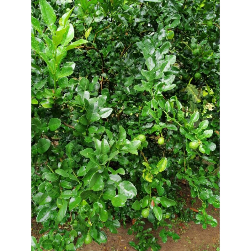 ใบมะกรูด-ใบมะกรูดสดจากสวนออร์กานิก-ปลอดภัยไร้สารเคมี-kaffir-leaves-from-organic-farm