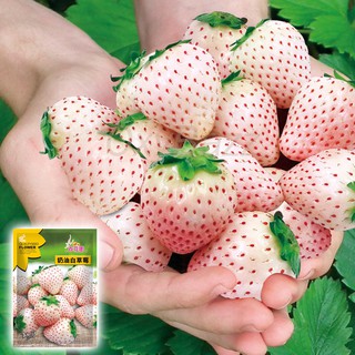 สินค้า 🔥ลด 50% ใส่โค้ด INCLZ33🔥 เมล็ดสตรอเบอรี่ขาว 200เมล็ด White Strawberry สตรอเบอรี่สีขาว