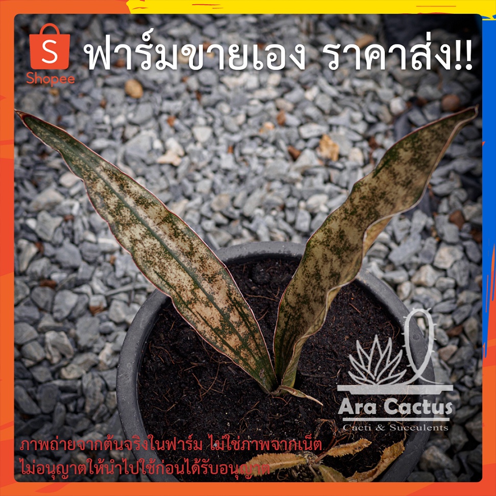 สวนขายเอง-ลิ้นมังกรใบสำริด-sansevieria-kerkii-coppertone-กระถาง-6-นิ้ว-ลิ้นมังกร-ไม้ฟอกอากาศ-ต้นไม้ประดับ-ไม้ในอาคาร