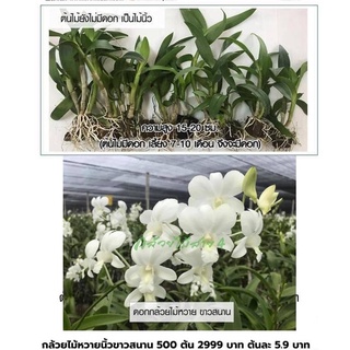 ต้นกล้วยไม้นิ้ว สกุลหวาย ขาวสนาน 500 ต้น (Dendrobium Big White Orchid Plants) จำกัด 1 ชุดต่อ 1 คำสั่งซื้อค่ะ