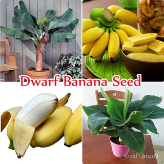 Singapore Ready Stock Dwarf Banana Seeds（50pcs/bag) Healthy and Nutritious Fruits Home Garden Bonsai Decorative Plant Bo