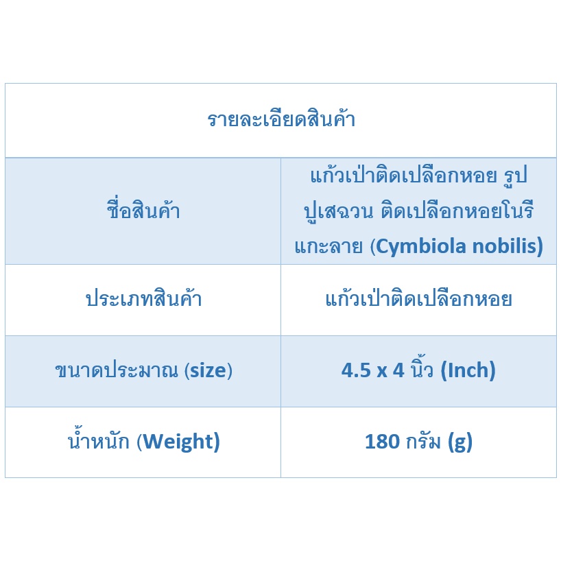 andaman-seashell-แก้วเป่าติดเปลือกหอย-รูปปูเสฉวน-ติดเปลือกหอยโนรี-แกะลาย-cymbiola-nobilis