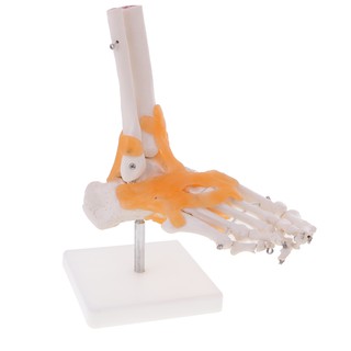 ภาพหน้าปกสินค้า[FINEVIPS] 1:1 Lifesize Human Skeleton Foot Ankle Bone Joint Anatomy Model w/ Ligament ซึ่งคุณอาจชอบราคาและรีวิวของสินค้านี้