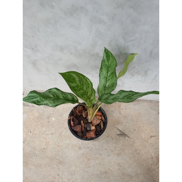 เขียวหมื่นปี-ว่านขันหมาก-aglaonema-อโกลนีมา-ไม้มงคล