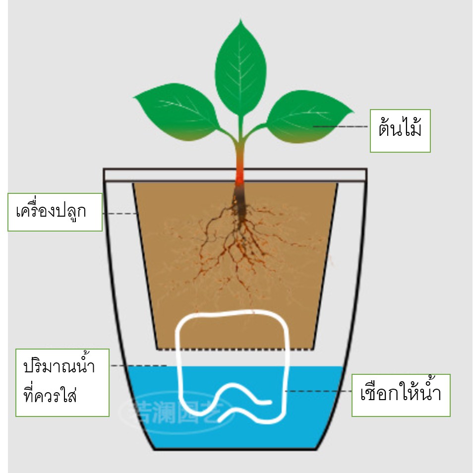 กระถาง-ไฮโดรพ็อต-ไฟน์เดย์-2ใบ-finedays