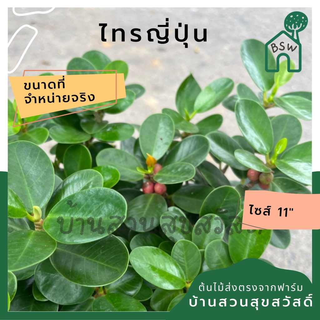 ไทรญี่ปุ่น-ต้มไม้สำหรับทำบอนไซ