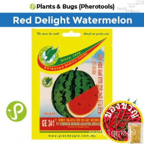 เมล็ดพันธุ์กรีนอีเกิ้ล-ge-341-f1ไฮบริดมาเลเซียเรดดีไลท์แตงโม-f1-watermelon-lively-malaysia-round-seeds-ph-see-seeds