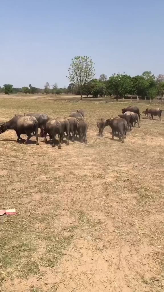 ไคโตซานฟาสท์สูตรขุนบำรุง-ใช้ได้กับสัตว์ทุกชนิด-ฟาสท์ริช