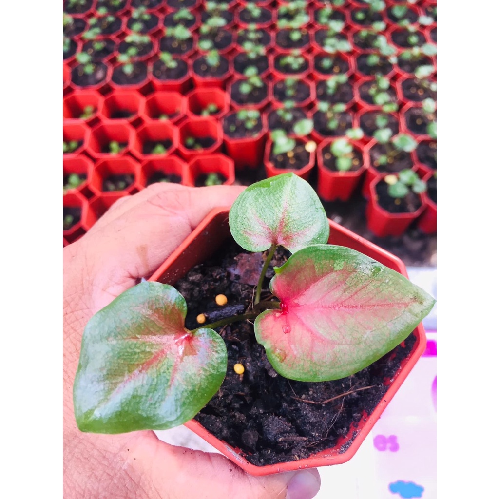 ลูกไม้บอนสีสวยๆ-caladium-ราชินีแห่งใบไม้-ไม้ฟอกอากาศ-ตกแต่งบ้าน-แต่งคอนโด-สวยงาม-น่าสะสม-ประดับบ้าน