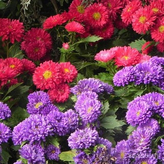 （รับประกันหลังการขายงอก100%）เมล็ดพันธุ์ ดอกเบญจมาศ Mixed Chrysanthemum Flower Seeds เมล็ดดอกไม้ ต้นไม้ประดับ เมล็ดบอนสี