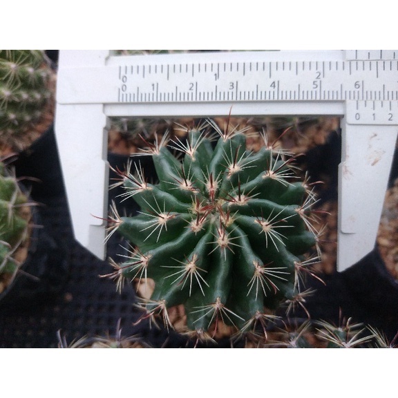 ฮามาโตะแคคตัส-hamato-cactusไม้เมล็ด-ขนาด-3-5-ซม-ต้นแคคตัส-ต้นกระบองเพชร-กรุณาอ่านรายละเอียดก่อนทำการสั่งซื้อครับ