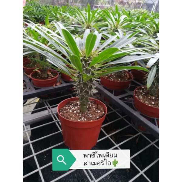 พาชีโพเดียม ลาเมอริไอ🌵ไซส์ 16-17 ซม. (Pachypodium  Lamerei)​🌵​ไม้เมล็ดเพาะในไทย เหมาะสำหรับจัดสวน🌵🌻 | Shopee Thailand