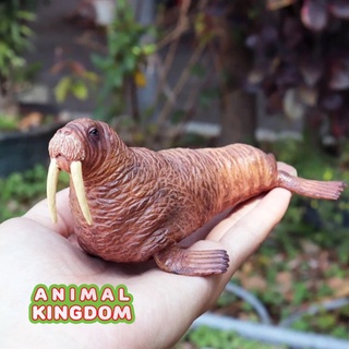 Animal Kingdom - โมเดลสัตว์ วอลรัส แมวน้ำ ขนาด 15.00 CM (จากสงขลา)