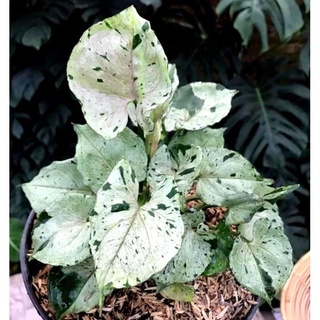 Syngonium green splash ซิงโกเนียม กรีนสแปลช