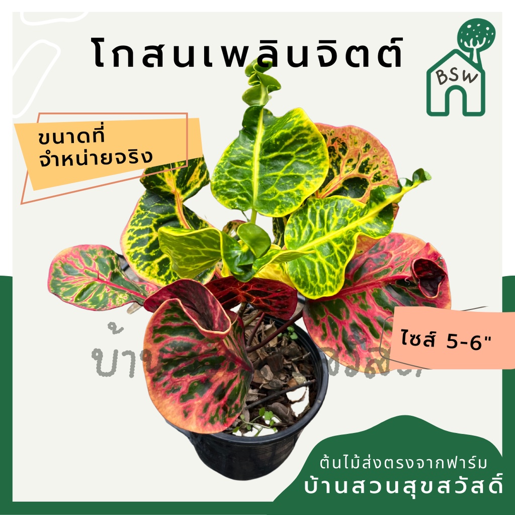 โกสนเพลินจิต-กระถาง-5-6-นิ้ว-ต้นโกสน-เป็นไม้แดด-ไม้ด่างสวย-ใบสีสันสดใส