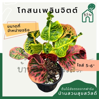 โกสนเพลินจิต กระถาง 5-6 นิ้ว ต้นโกสน เป็นไม้แดด ไม้ด่างสวย ใบสีสันสดใส