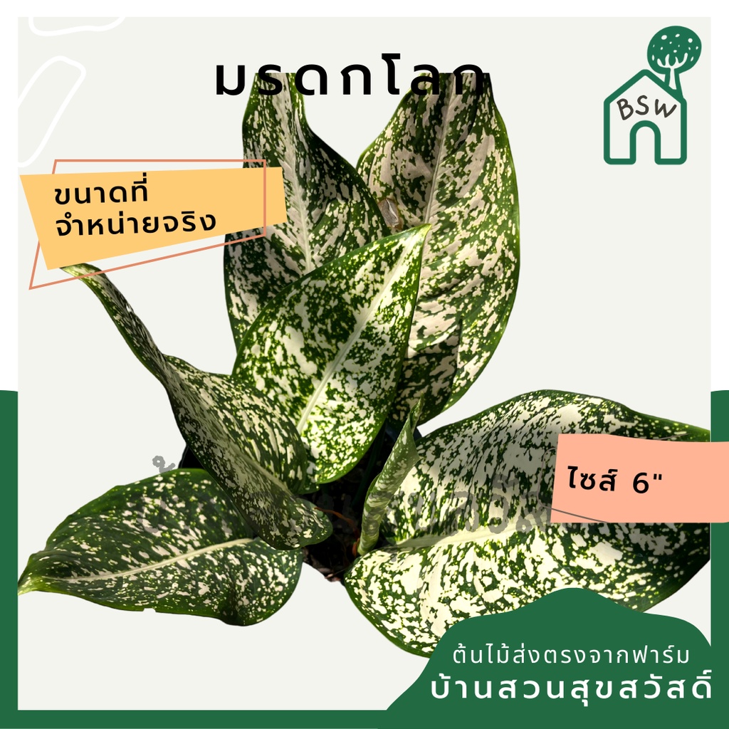 มรดกโลก-กระถาง-5-6-นิ้ว-อโกลนีมา-ด่างแบบโดดเด่น-aglaonema-ไม้แรร์