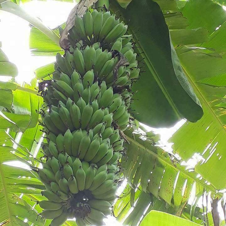 ต้นกล้วยปากช่อง50-บ้านสวนพันธุ์ไม้