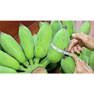 ต้นกล้วย กล้วยน้ำว้า ยักษ์ เนื้อแน่นรสหวาน แปรรูปได้หลากหลาย จัดส่งพร้อมถุง 6 นิ้ว ลำต้นสูง 50-70ซม ต้นไม้แข็งแรงทุกต้น