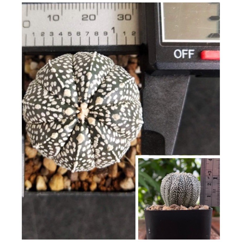 แอสโตรไฟตัม-แอสโตร-แอสโตรไฟรตัม-astrophytum