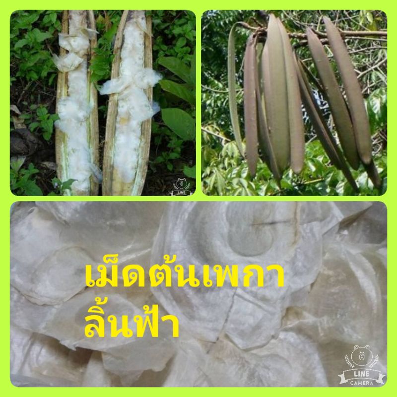 เมล็ดพันธุ์ต้นเพกา-เมล็ดพันธุ์เพกา-เมล็ดพันธุ์ต้นไม้กินฝัก-ชุดล่ะ-50-เมล็ด