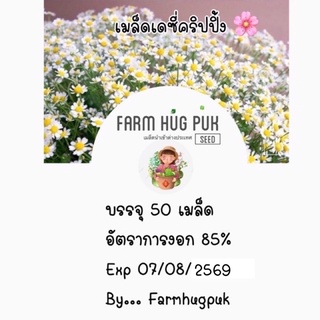 เมล็ดดอกเดซี่ เมล็ดเดซี่ เดซี่สีขาว 50+เมล็ด