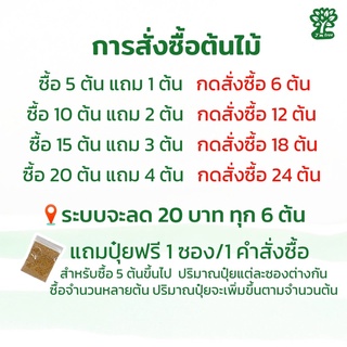 ภาพขนาดย่อของภาพหน้าปกสินค้าต้นไม้มงคล 20 บาท ซื้อ 5 ฟรี 1 ต้นไม้ฟอกอากาศ สั่งขั้นต่ำ 2 ต้น *อัพเดทล่าสุดพฤษภาคม จากร้าน imtree_v.2 บน Shopee