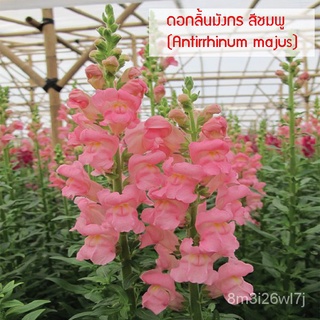 อินทรีย์ ต้น ดอก/เมล็ดพันธุ์ ดอกลิ้นมังกร สีชมพู  (Antirrhinum majus) 10 เมล็ด ปลูกง่าย ปลูกได้ทั่วไทย NDIW