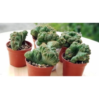 หยกนำโชค แคคตัส (ไม้มงคล)🌵 Euphorbia​ Lactea​ Cristata🌵