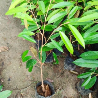 ต้นทุเรียนมูซานคิง(เสียบยอด) ราชาแห่งทุเรียนมาเลย์  เปลือกบาง เมล็ดเล็ก/ลีบบางเนื้อเนียนละเอียด ต้นสูง 70-80cm.(1 ต้น)
